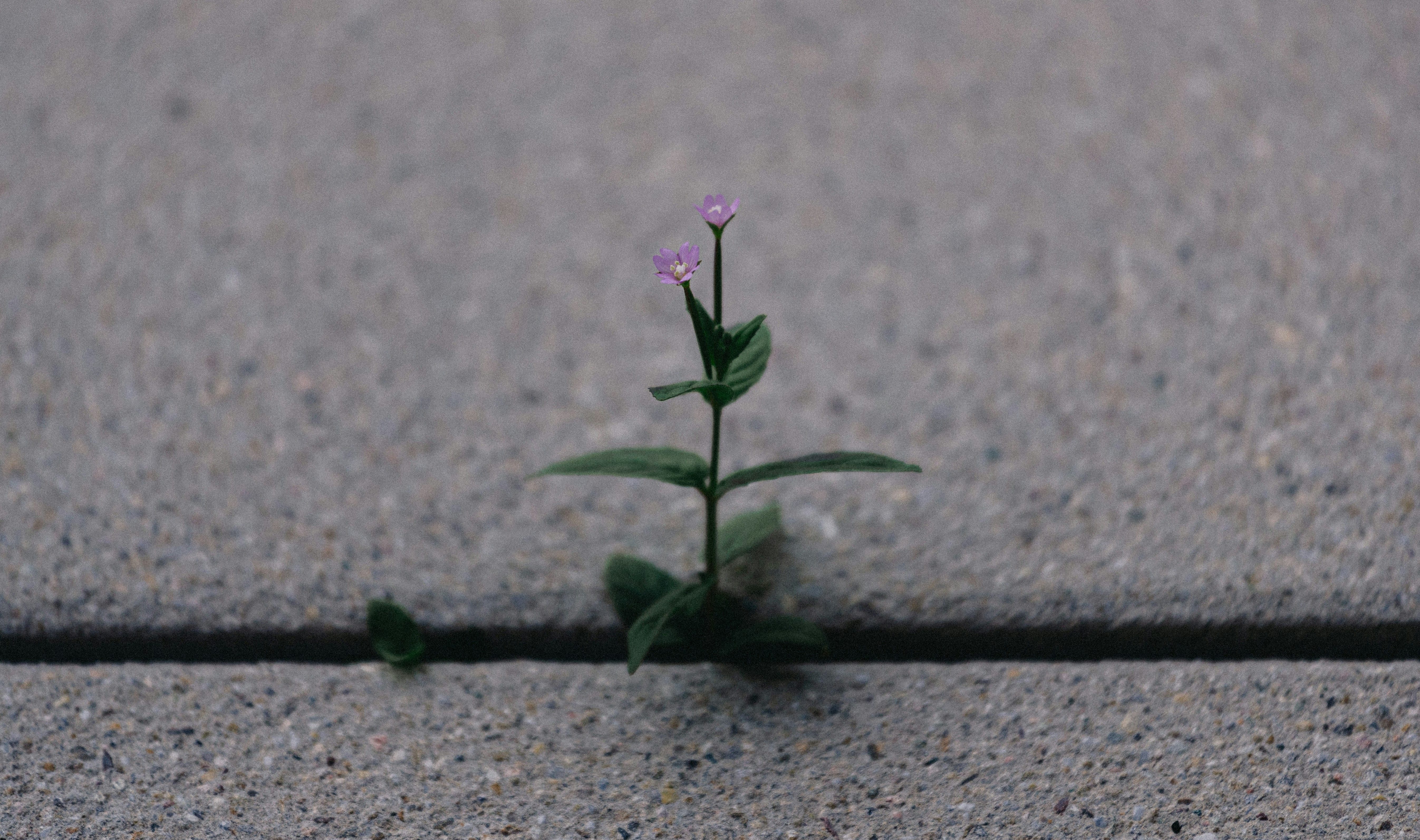 Strong People Are Made in Hard Times